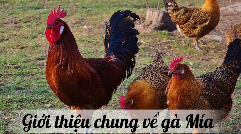 Gà Mía – Đặc điểm, cách chăm sóc và chọn giống hiệu quả