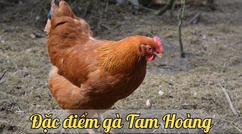 Gà Tam Hoàng – Tìm hiểu về cách chăm sóc và giá trị dinh dưỡng